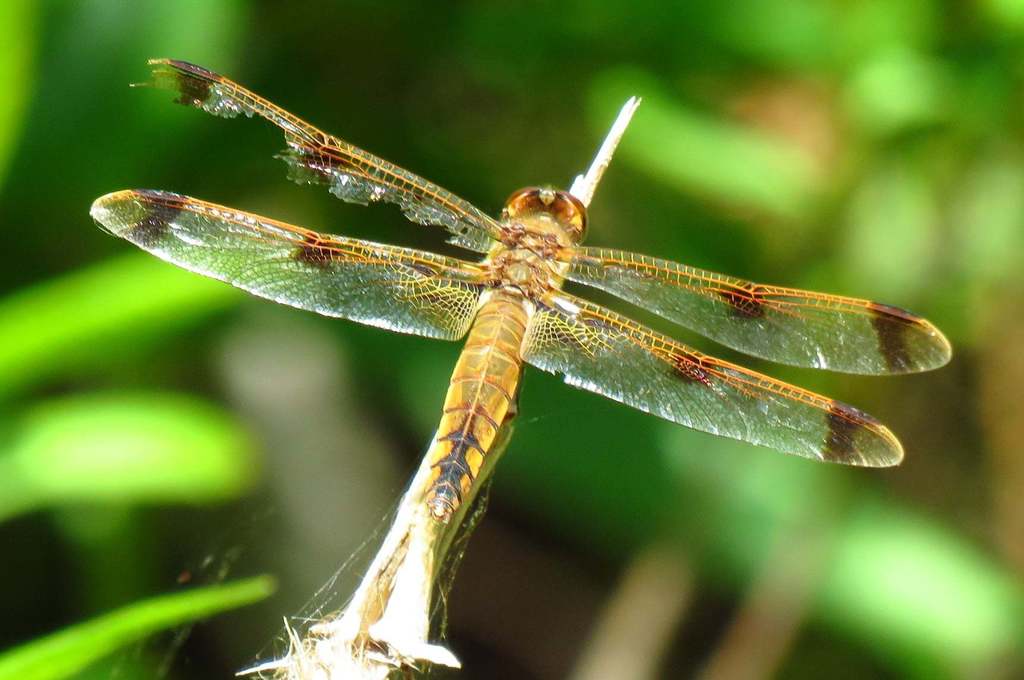 Painted Skimmer