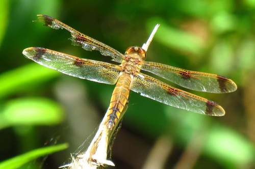 Painted Skimmer