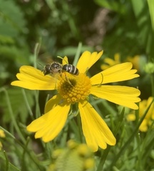 Halictus ligatus