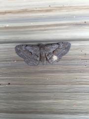 Iridopsis vellivolata