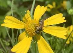 Halictus ligatus