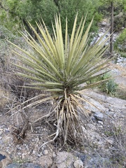 Yucca torreyi