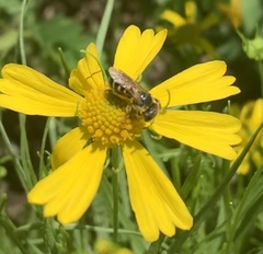 Halictus ligatus