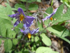 Solanum fendleri