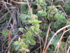 Delosperma adelaidense