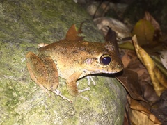 Craugastor aurilegulus