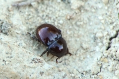 Thorictus grandicollis