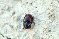 Thorictus grandicollis