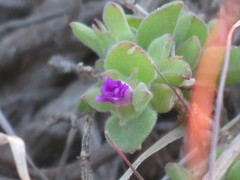 Delosperma adelaidense