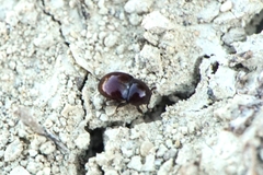Thorictus grandicollis