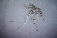 Aedes excrucians