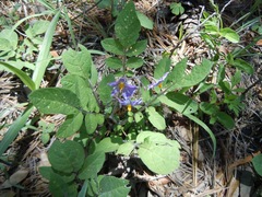 Solanum fendleri
