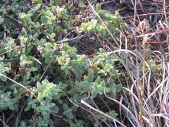 Delosperma adelaidense