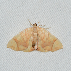 Eulithis diversilineata