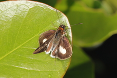 Vettius diversa