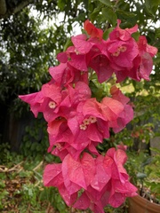 Bougainvillea
