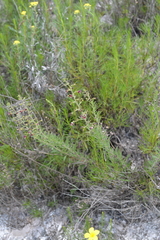 Scrophularia cretacea