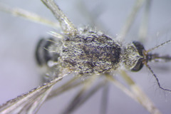 Aedes excrucians