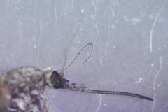 Aedes excrucians