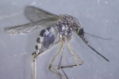 Aedes excrucians