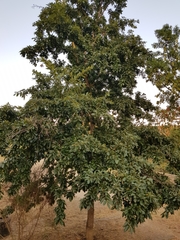 Fagaceae
