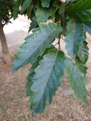 Fagaceae