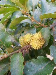 Fagaceae
