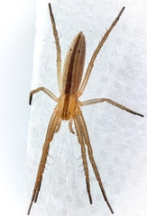 Tibellus oblongus