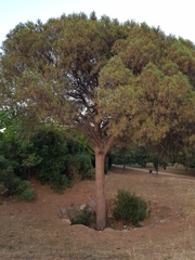 Pinus pinea
