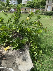 Solandra grandiflora
