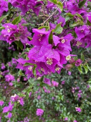 Bougainvillea