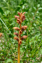 Orobanche teucrii
