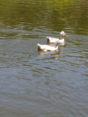 Anas platyrhynchos domesticus