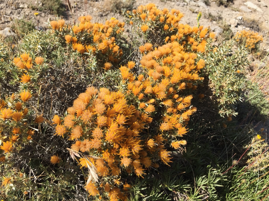 Chuquiraga oppositifolia