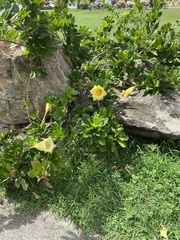 Solandra grandiflora