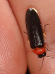Luciola mingrelica