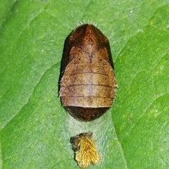 Pseudolycaena marsyas