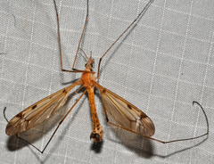 Tipula fuliginosa