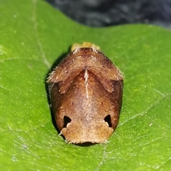 Pseudolycaena marsyas