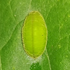 Pseudolycaena marsyas