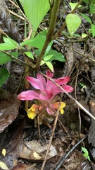 Curcuma pseudomontana