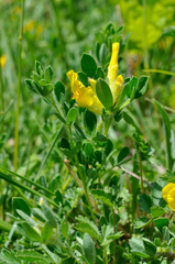 Chamaecytisus supinus