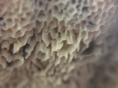 Cymatoderma