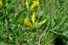 Chamaecytisus supinus