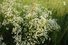 Eremogone longifolia