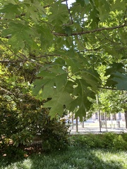 Quercus