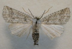 Declana niveata