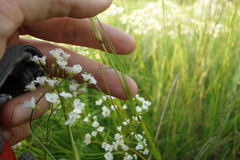 Eremogone longifolia
