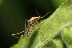 Aedes caspius
