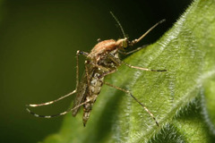 Aedes caspius